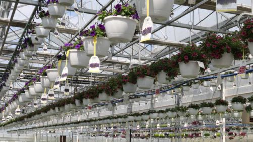 Why Horticulture Has a Plastic Conundrum