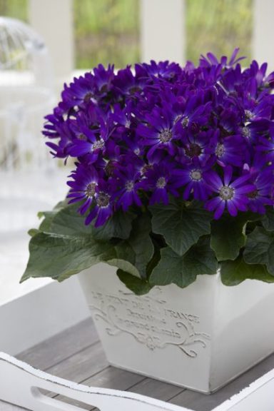 Pericallis 'Senetti Violet'