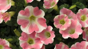 New Plant Intros and Marketing Update from Suntory Flowers