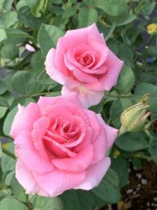 Rosa 'Brindabella Pink Princess'