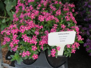 Catharanthus 'Soiree Kawaii Coral Reef' 
