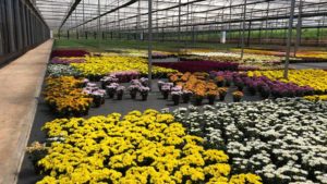 European Flower Growers Face Financial Crossroads During COVID-19