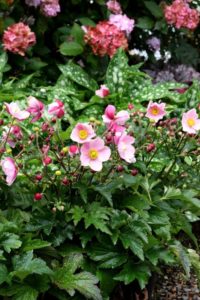 Anemone 'Satin Doll Blush'
