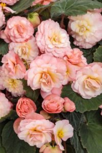 Begonia 'Double Delight Blush Rose'