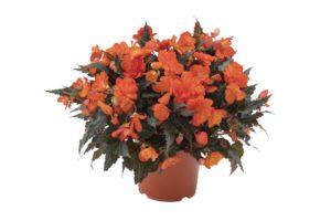 Begonia ‘I’Conia Bacio Orange’