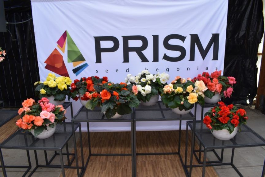 Begonia Prism Series