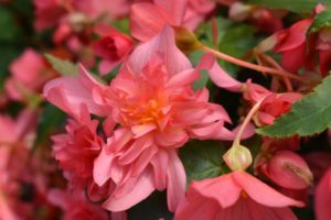 Begonia 'Rise Up Coral Reef'