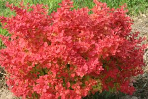Berberis 'Sunjoy Neo' 