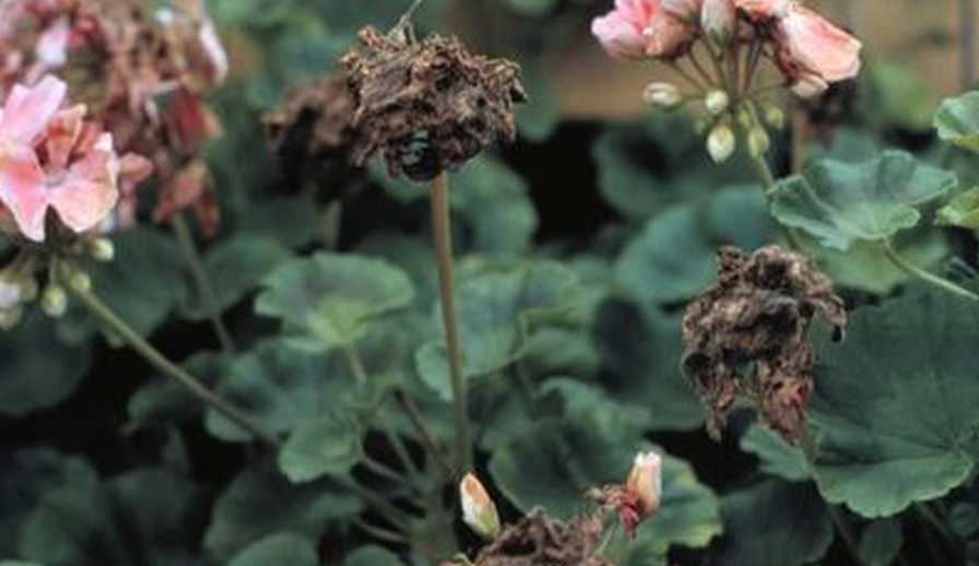 Botrytis in Geranium