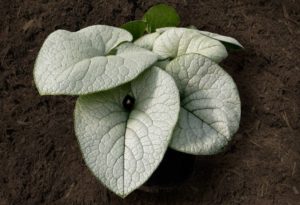 Brunnera 'Alexandria'