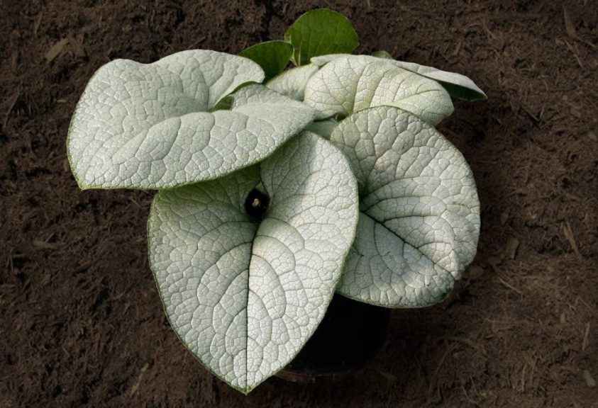 Brunnera 'Alexandria'
