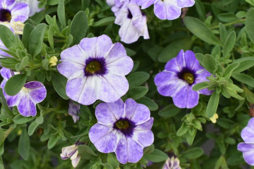 Calibrachoa 'Chameleon Frozen Ice'