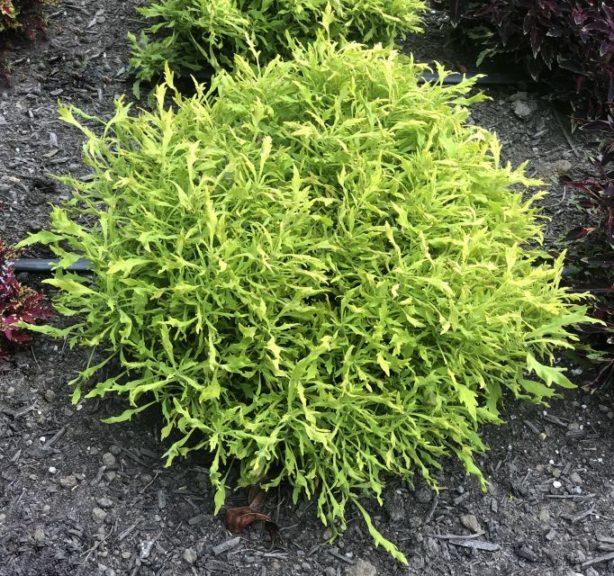 Coleus 'Nova Mad Medusa' 