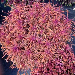Coleus 'Terra Nova Monkey Puzzle' 