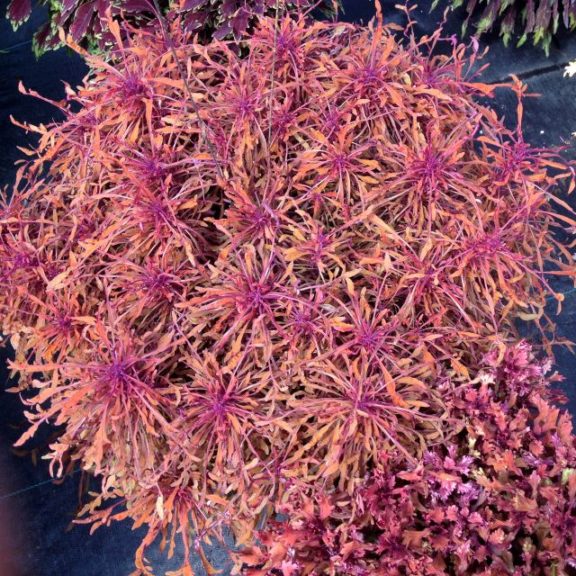 Coleus 'Terra Nova Monkey Puzzle' 