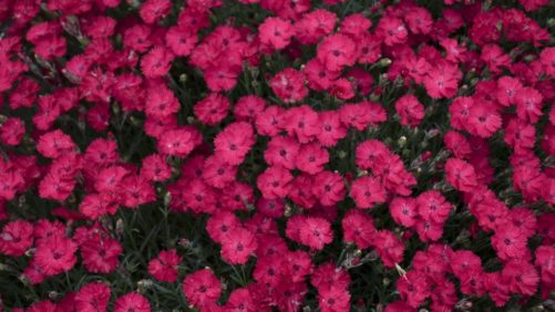 20 New Perennials for 2021 from Walters Gardens/Proven Winners Perennials
