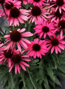 Echinacea 'Dark Shadows Wicked' 