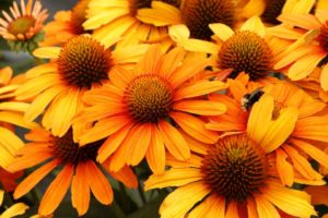Echinacea 'Prima Saffron' 