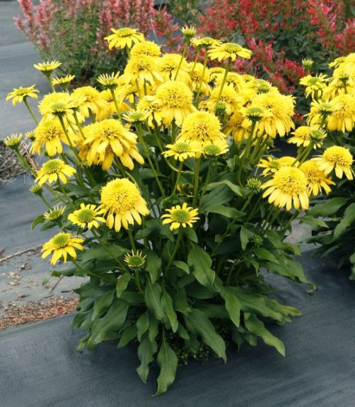 Echinacea 'Sunny Days Lemon' 