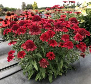 Echinacea 'Sunny Days Ruby' 