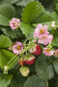 Fragaria 'Berried Treasure Pink'