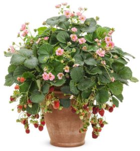 Fragaria 'Berried Treasure Pink'
