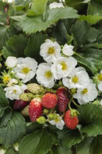 Fragaria 'Berried Treasure White'