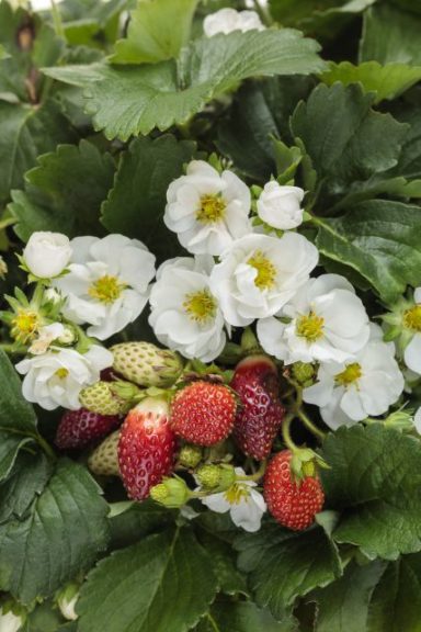Fragaria 'Berried Treasure White'
