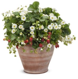 Fragaria 'Berried Treasure White'