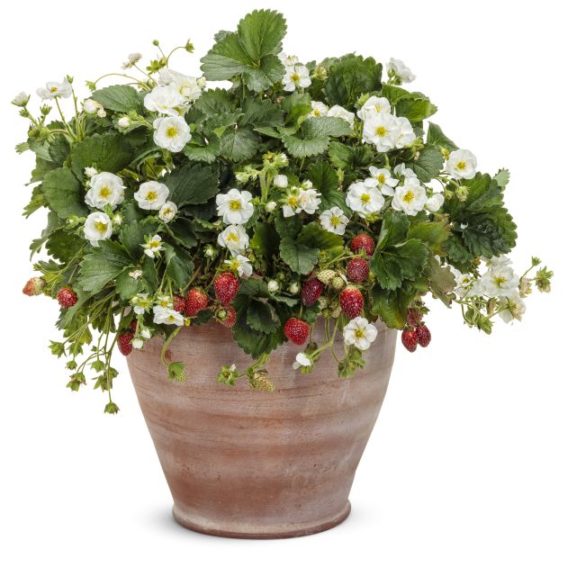 Fragaria 'Berried Treasure White'