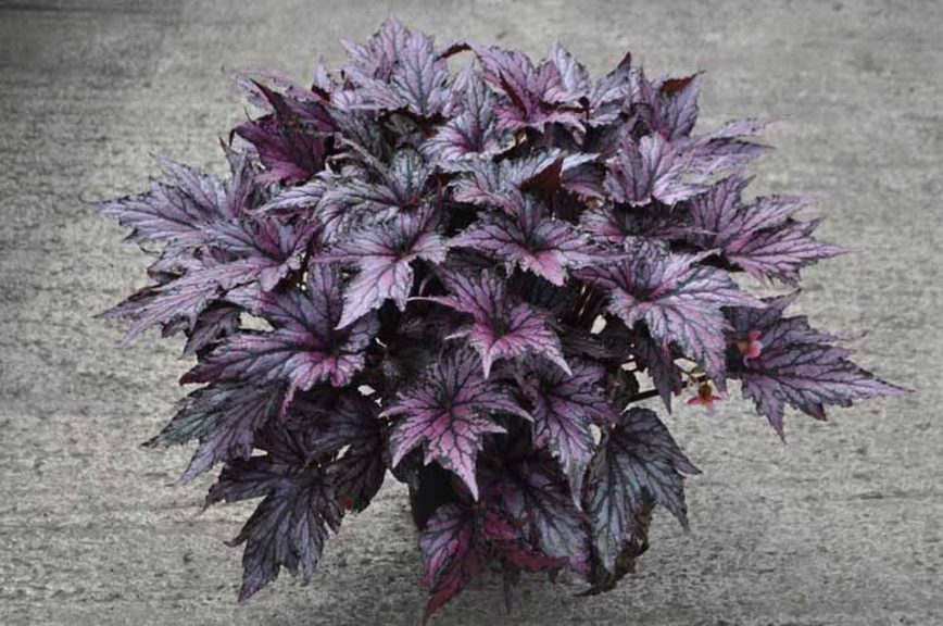 Begonia 'Bewitched Pink'