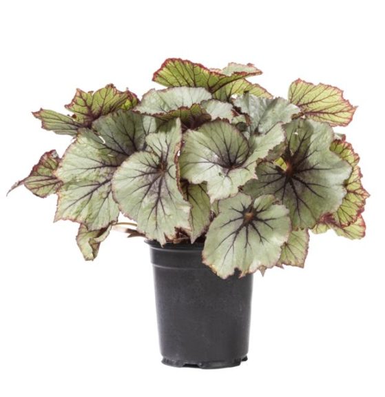 Begonia 'Curly White'