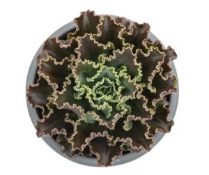 Echeveria 'Coral Reef Dark Chocolate'