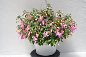 Fuchsia 'Windchimes Basket Pink Lilac'