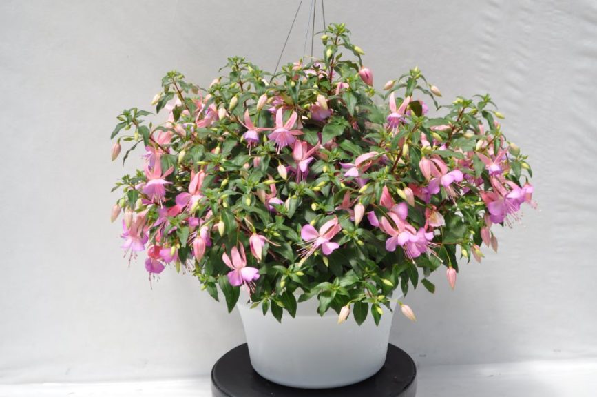 Fuchsia 'Windchimes Basket Pink Lilac'
