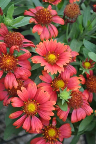 Gaillardia 'Lunar Blood Moon'