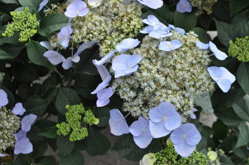 Hydrangea 'Game Changer Blue'