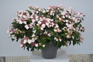 Hydrangea 'Game Changer Picotee' 