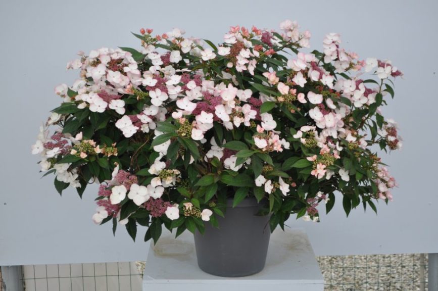 Hydrangea 'Game Changer Picotee' 