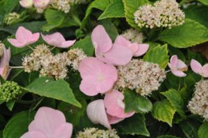 Hydrangea 'Game Changer Pink' 