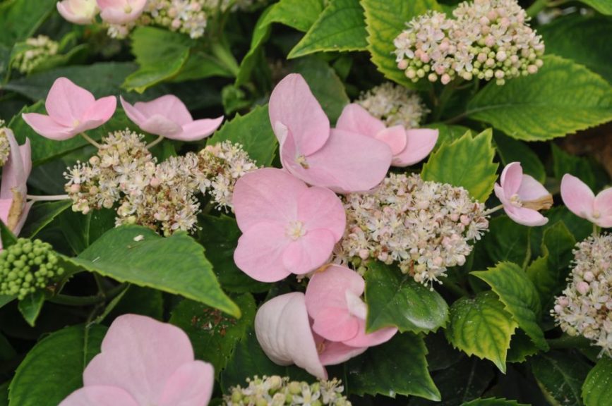 Hydrangea 'Game Changer Pink' 