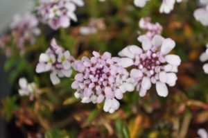 Iberis 'Chill Lavender' 