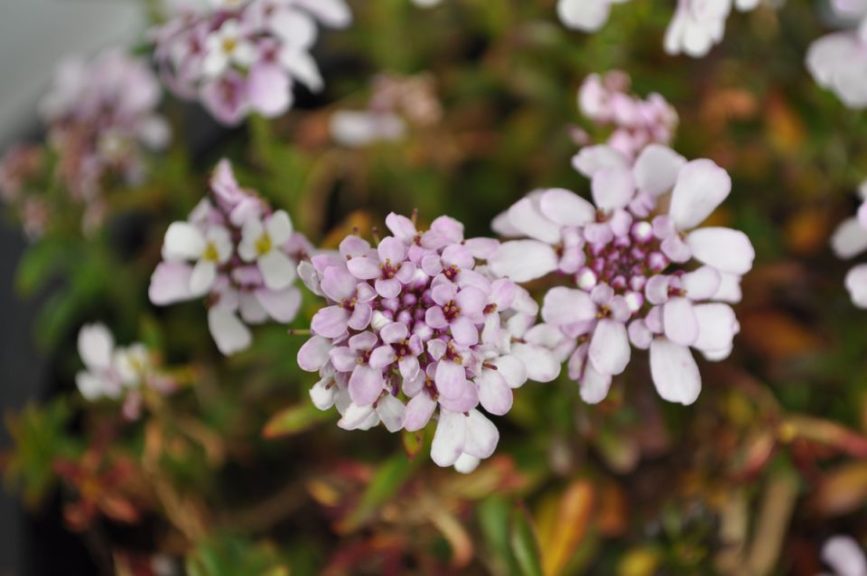 Iberis 'Chill Lavender' 