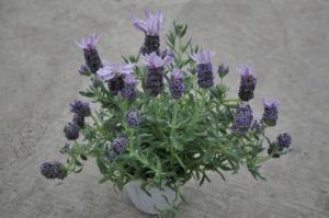 Lavandula 'Madrid Purple Star'