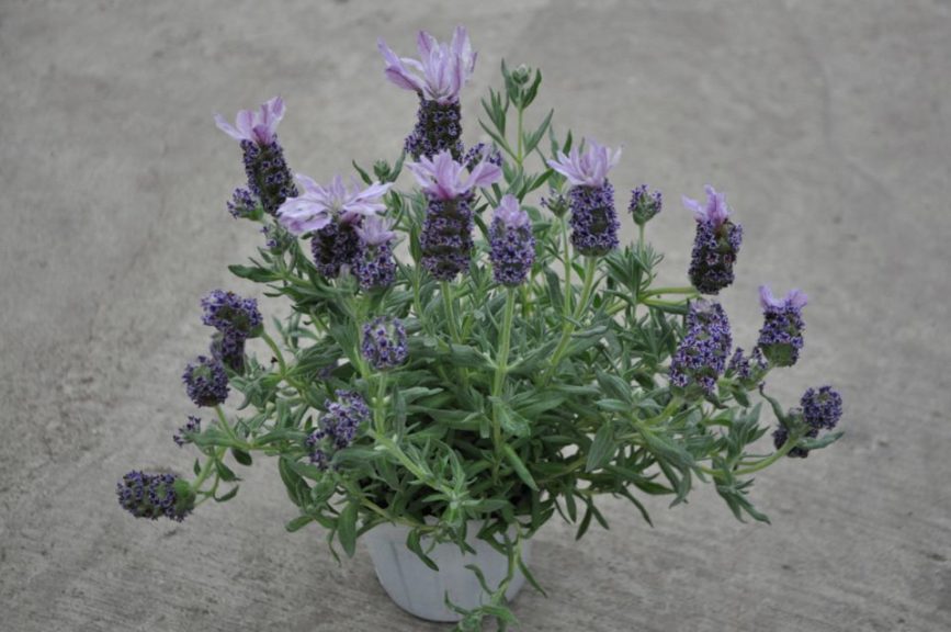 Lavandula 'Madrid Purple Star'
