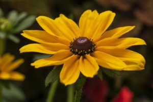 Rudbeckia 'Dakota Gold'