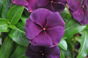 Vinca 'Quasar Deep Space Blue'