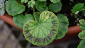 How to Keep Your Plants Healthy When You Have to Hold Them Longer