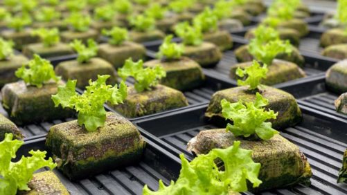 Controlled-Environment Ag Reaches New Heights in Florida