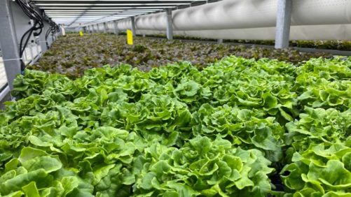 Study Shows Photosynthesis Controlled by Nutrient Signaling in Plants